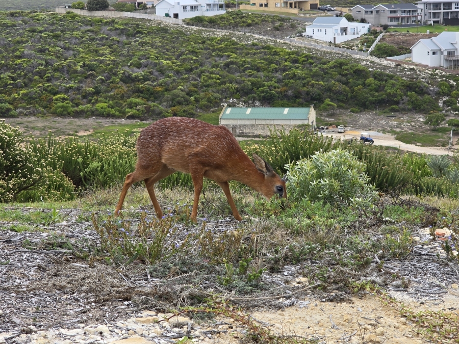 0 Bedroom Property for Sale in Agulhas Western Cape